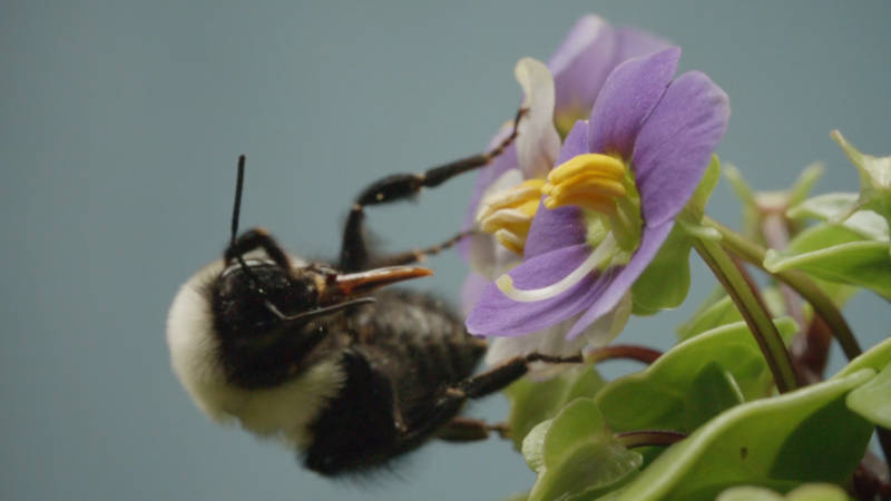 A bumblebee grooms her fur--and her tongue--to get at the pollen grains she vibrated free from the anthers.