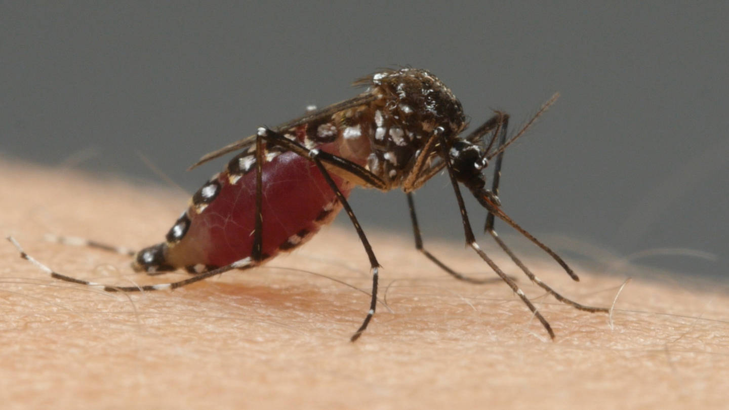 Aedes aegypti mosquitoes transmit the viruses that cause Zika and dengue. They bite during the day and can lay their eggs in as little as a bottle-cap-full of water.