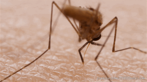 An Anopheles mosquito bites into a human arm.