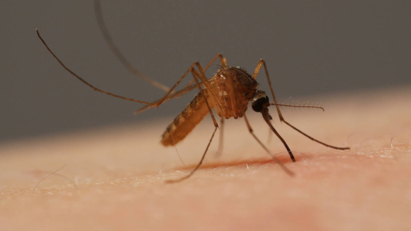The common house mosquito in California (Culex pipiens) can transmit West Nile virus by biting infected birds, then biting humans. 