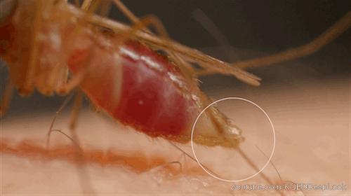 When a female mosquito feeds, she separates the water from the red blood cells and squeezes it out through her rear end to make room for more blood.