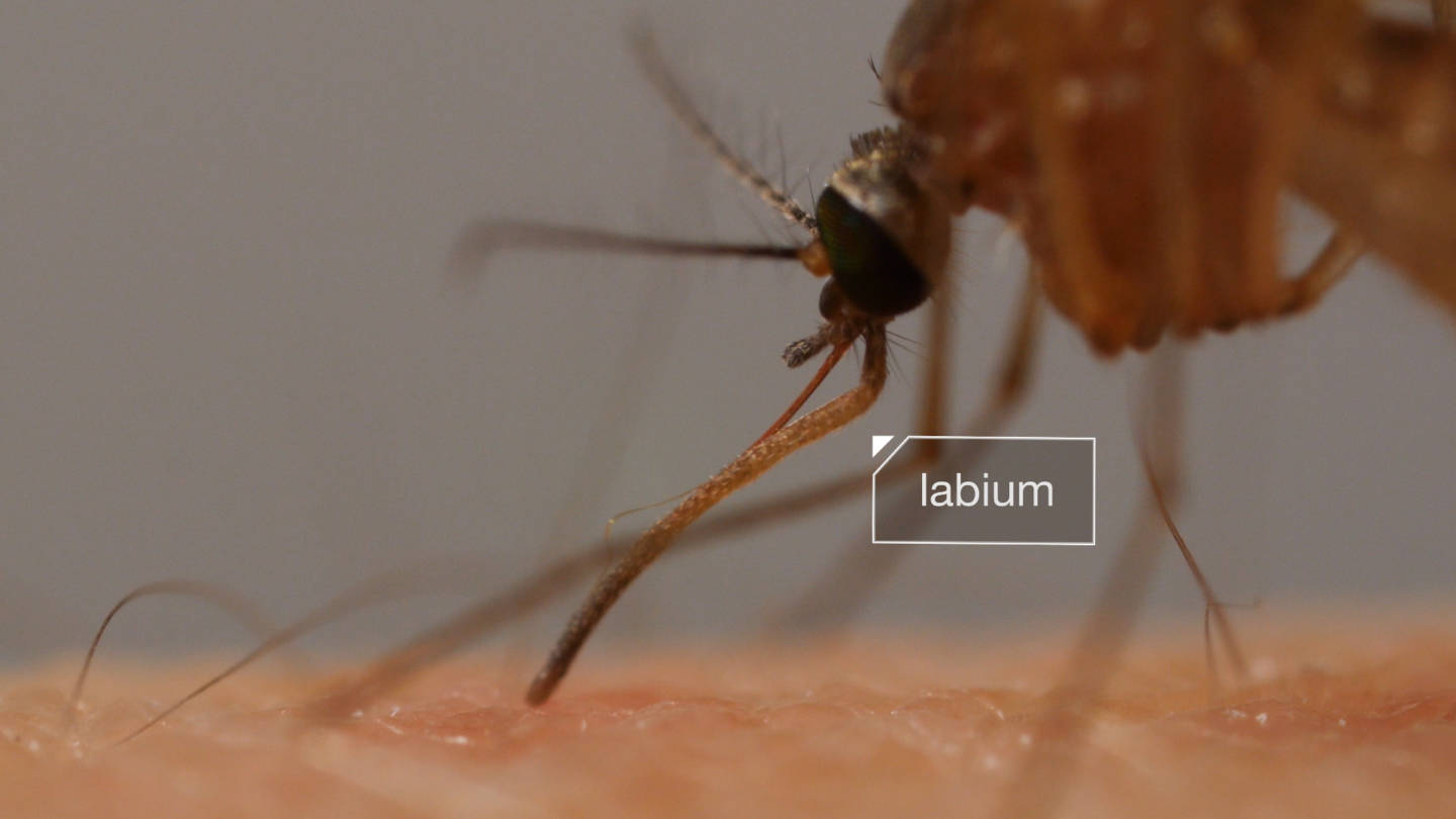 A protective sheath called the labium bends back as a mosquito pushes needle-like mouthparts into human skin.