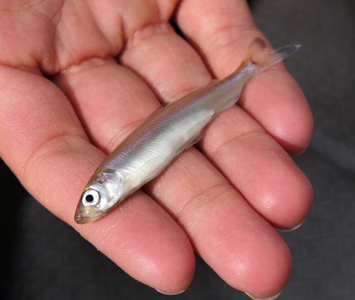 A Delta smelt caught during an annual fish survey. Biologists warn the fish is close to extinction. 