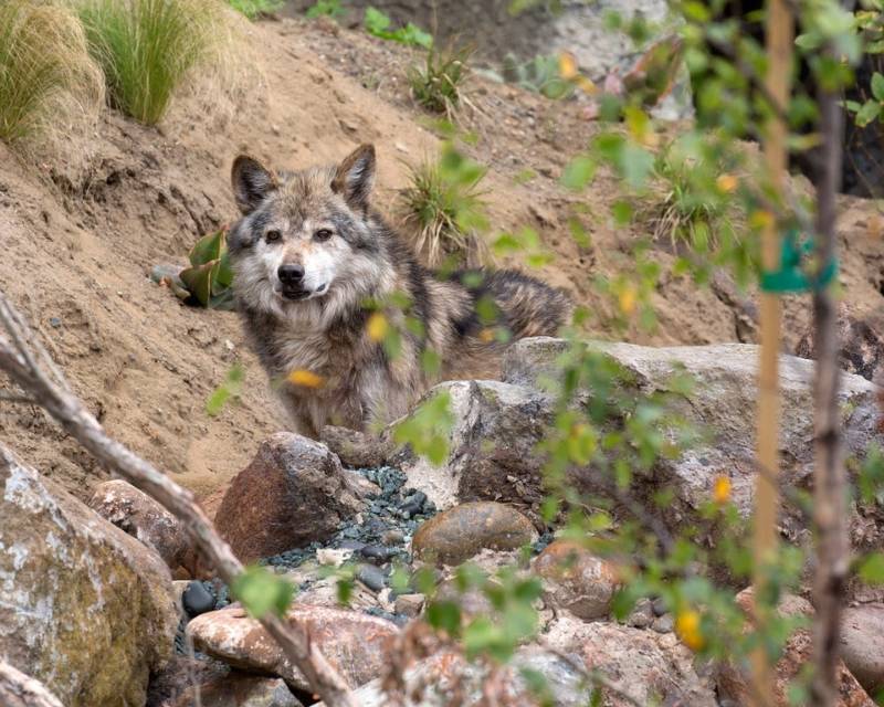 The new wolves at the SF Zoo are part of a captive breeding program, started in the mid-1970s when the wild population was nearly obliterated.