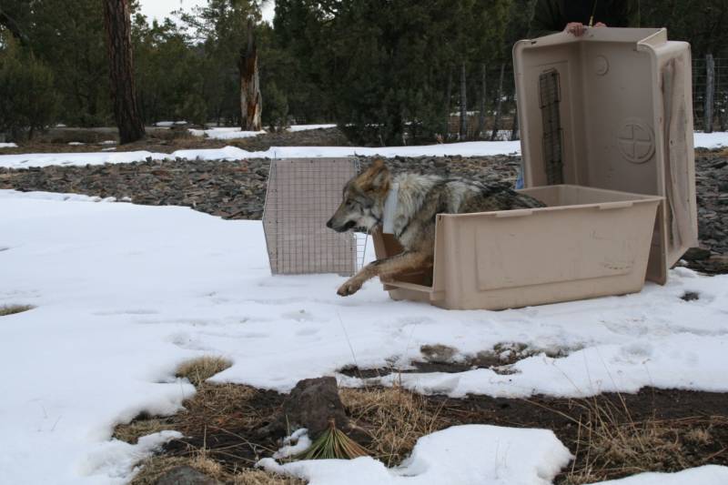 A Mexican wolf is released into the mountains in eastern Arizona as part of the Mexican Wolf Species Protection Plan. 