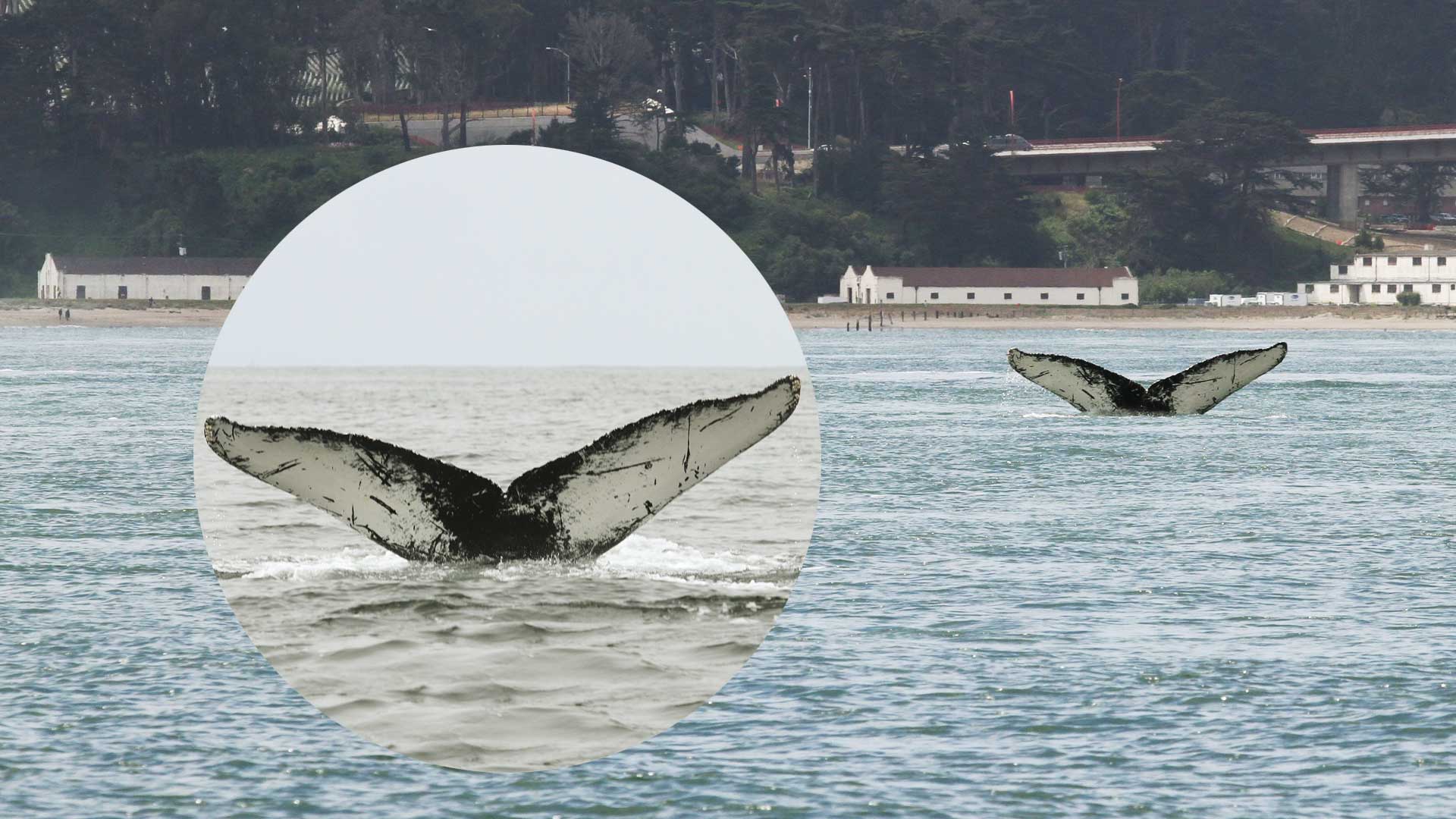 Whale 12297, seen on May 21 inside the Golden Gate was matched to a file photo (insert) from Cascadia Research Collective. 