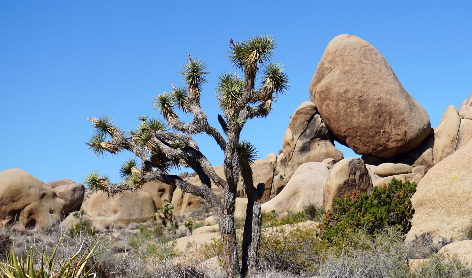 The National Park Service is looking at protecting areas where Joshua trees could survive.