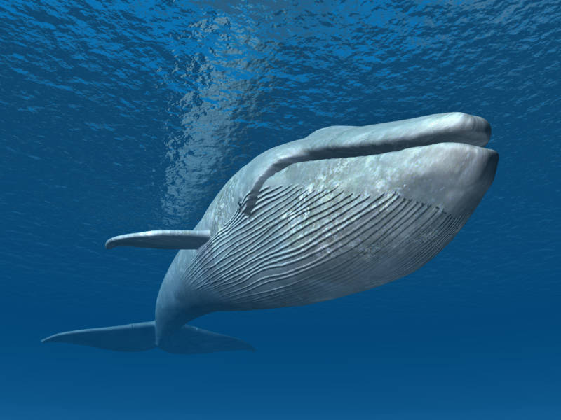 Blue whales have been on Earth for over 53 million years. The largest animal ever to have graced our planet, they are massive, majestic and endangered, but making a comeback on the California coast. They can grow to be over 100 feet long and can weigh over 200 tons. They have a lifespan of up to 90 years. 