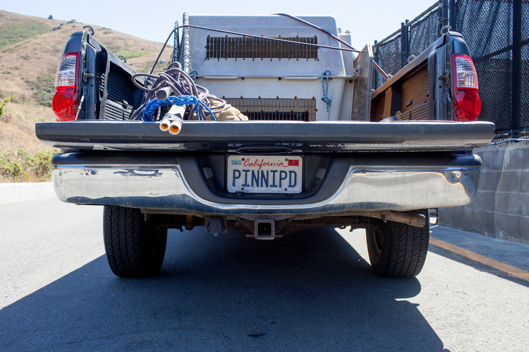 A pickup truck used by Marine Mammal Center staff to rescue injured wildlife sports a custom vanity plate. The full word—pinniped—means fin- or flipper-footed, and refers to seals, sea lions, and walruses.