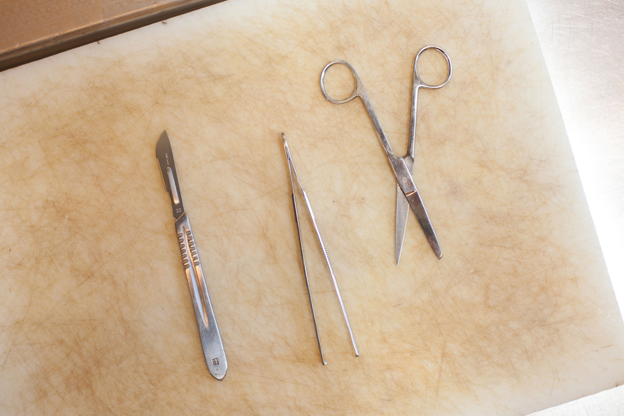 A variety of surgical instruments lie ready for use in the necropsy procedure. The Marine Mammal Center shares tissue samples with researchers from around the world.