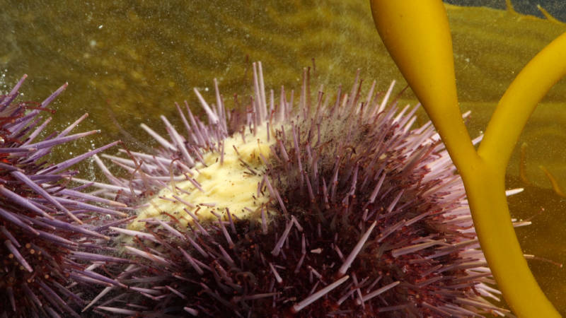 A female purple urchin releases eggs into the water, in a reproductive strategy known as broadcast spawning. Males release sperm around the same time, and the eggs are fertilized in the open ocean.