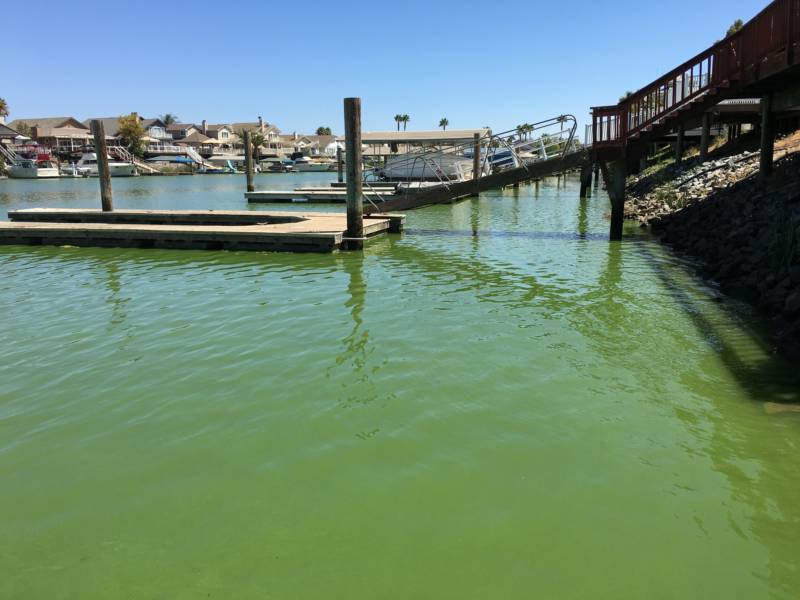 The docks behind homes at Discovery Bay are quieter than usual due to fears of blue green algae toxins. 
