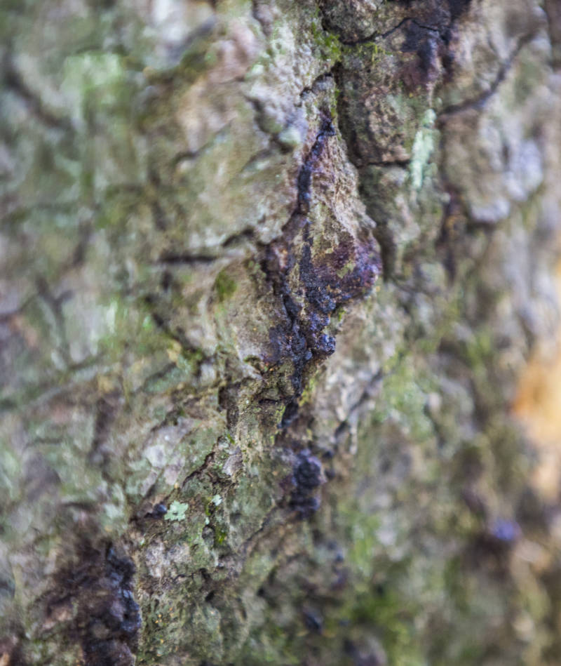 "Bleeding" bark is one sign of sudden oak death. 