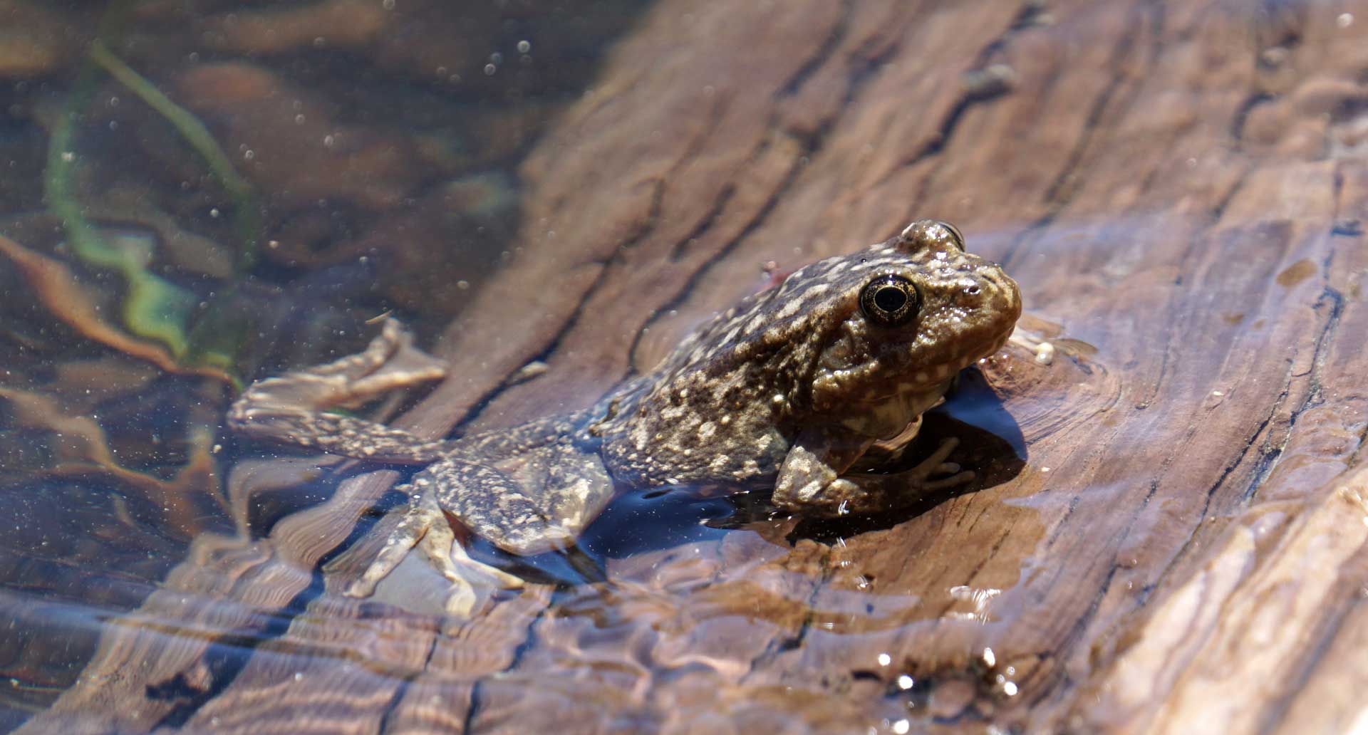 Mountain yellow-legged frog populations have declined by more than 90 percent.