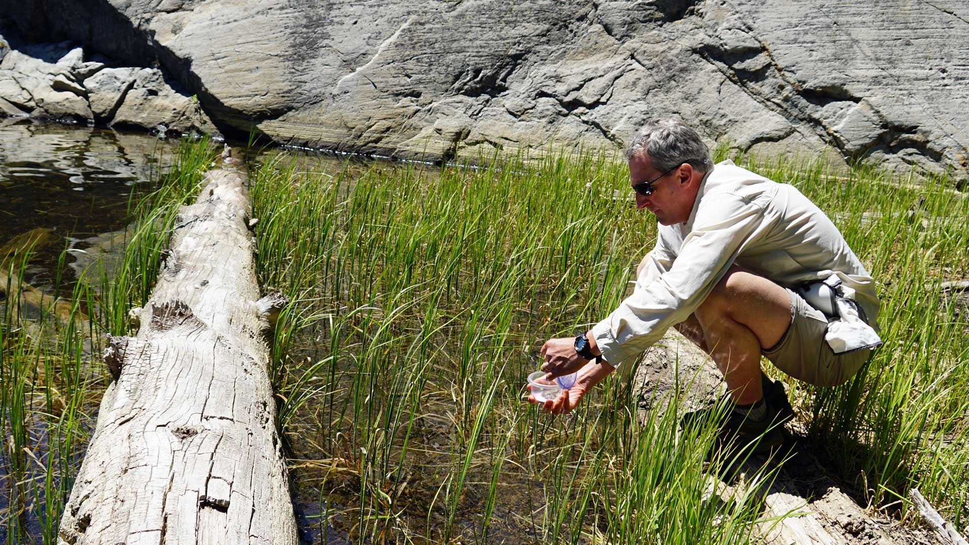 Roland Knapp releases a yellow-legged frog in a high alpine lake, south of Lake Tahoe.