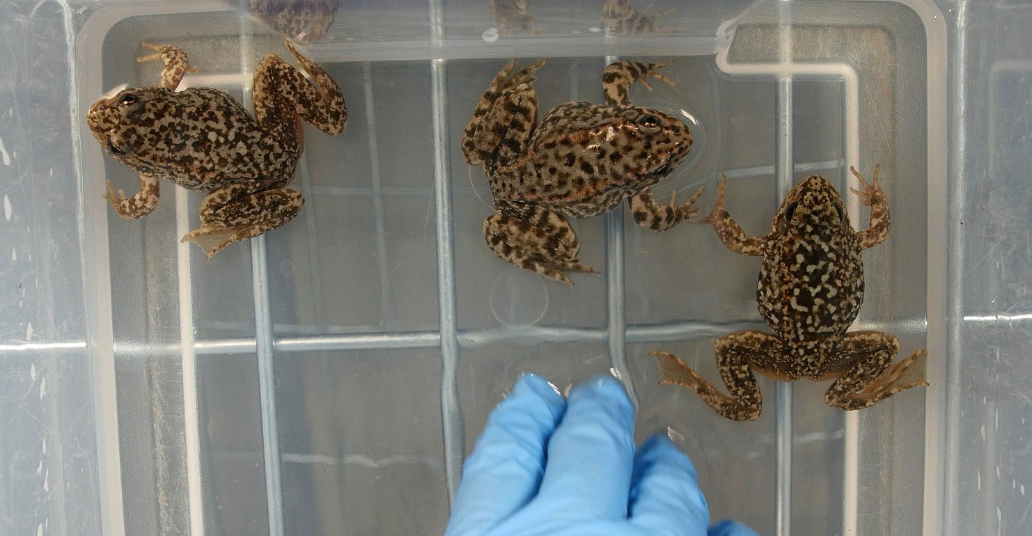 Mountain yellow-legged frogs get an experimental vaccination at the San Francisco Zoo.