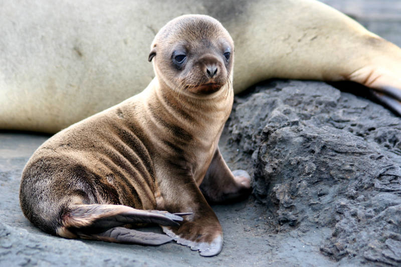Unusually warm waters brought in by a combination of El Ñino and the Blob in late 2015 to early 2016 were not good for sea lion pups. These anomalously high temperatures disrupted the marine food chain, leaving the pups malnourished. This has lead to the recent high rates of sea lion pup mortality.