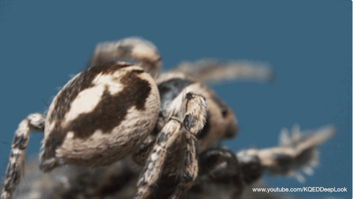 The male jumping spider "sings" by rubbing together the two main parts of his body.