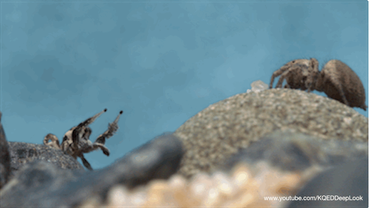 A jumping spider waves his arms and shakes his pedipalps during courtship.