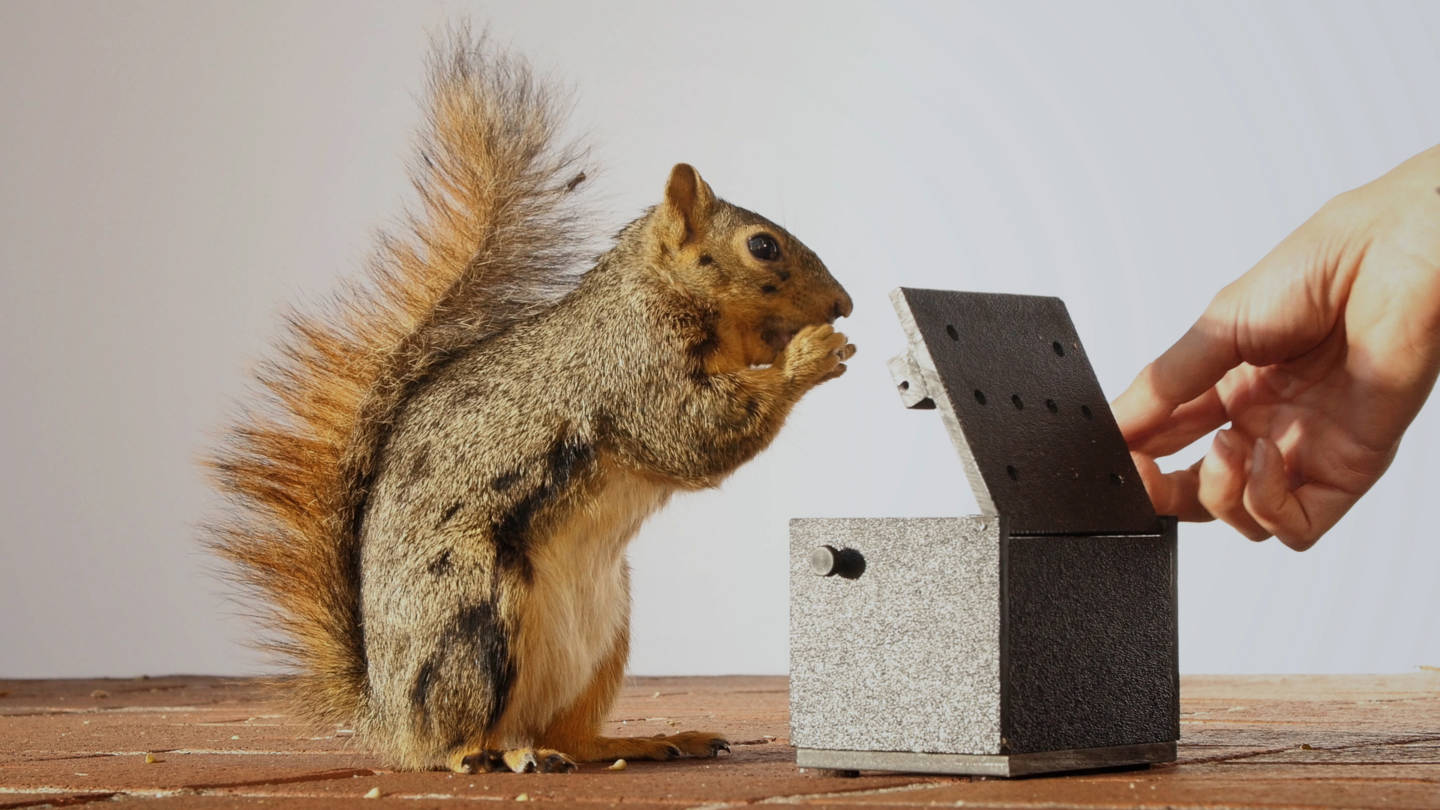 University of California, Berkeley, animal behaviorist Mikel Delgado trained fox squirrels to expect a walnut each time they opened a box. 