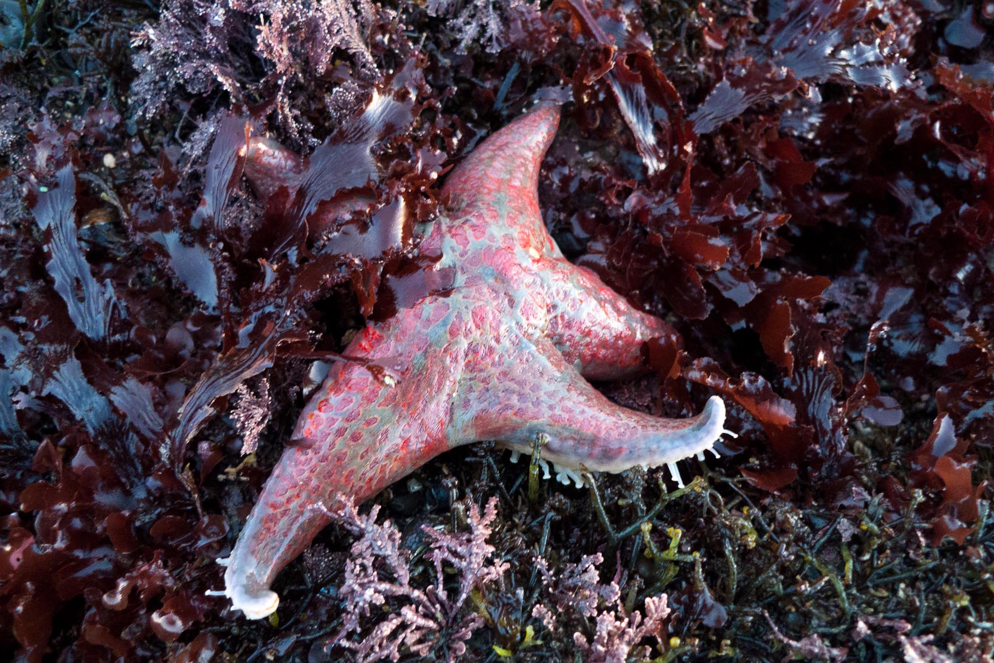 Sea stars, which often go by the misnomer "starfish," have been vanishing from the Pacific coast at an alarming rate.