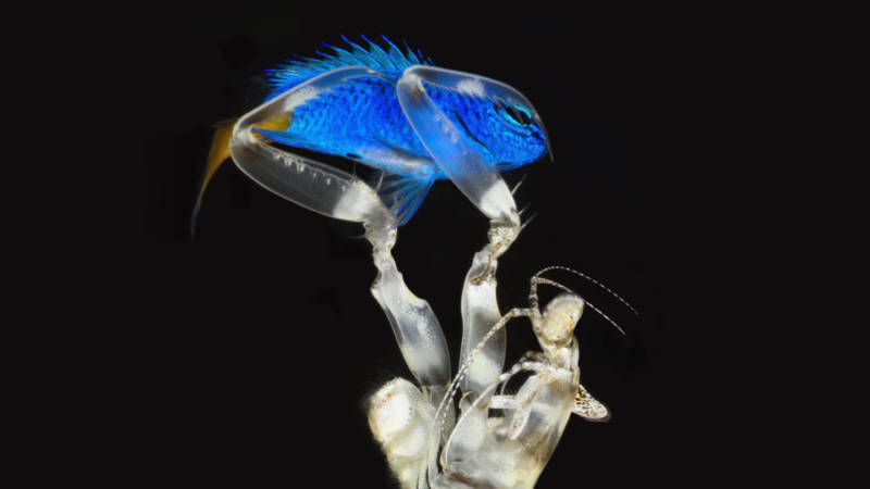 A damsel in distress: A spearing mantis shrimp captures its next meal, a damselfish.