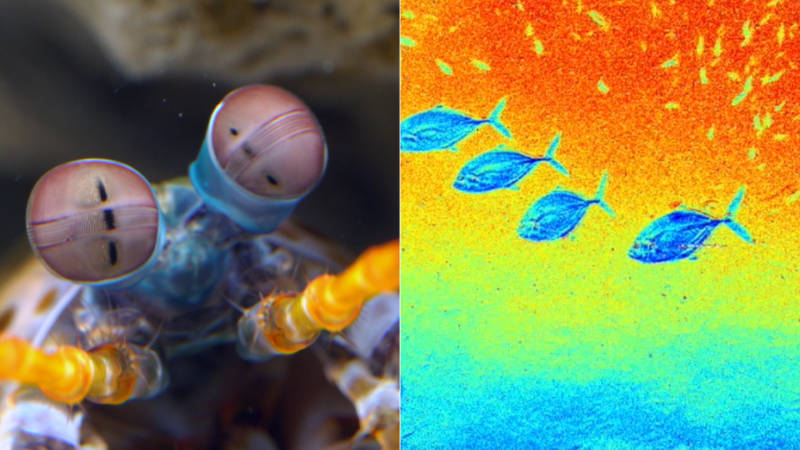 A false color image (right) approximates how fish pop underwater to animals that perceive light polarization, including the mantis shrimp (left).
