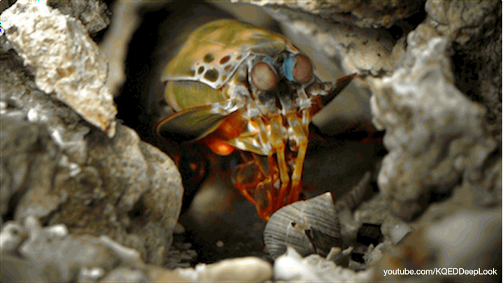 The mantis shrimp attacks its prey, in this case a snail, with blinding speed.