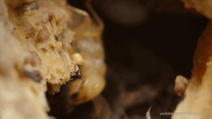 A dampwood termite poops on a piece of wood. These termites use their own feces as mortar and building blocks for their nests. 