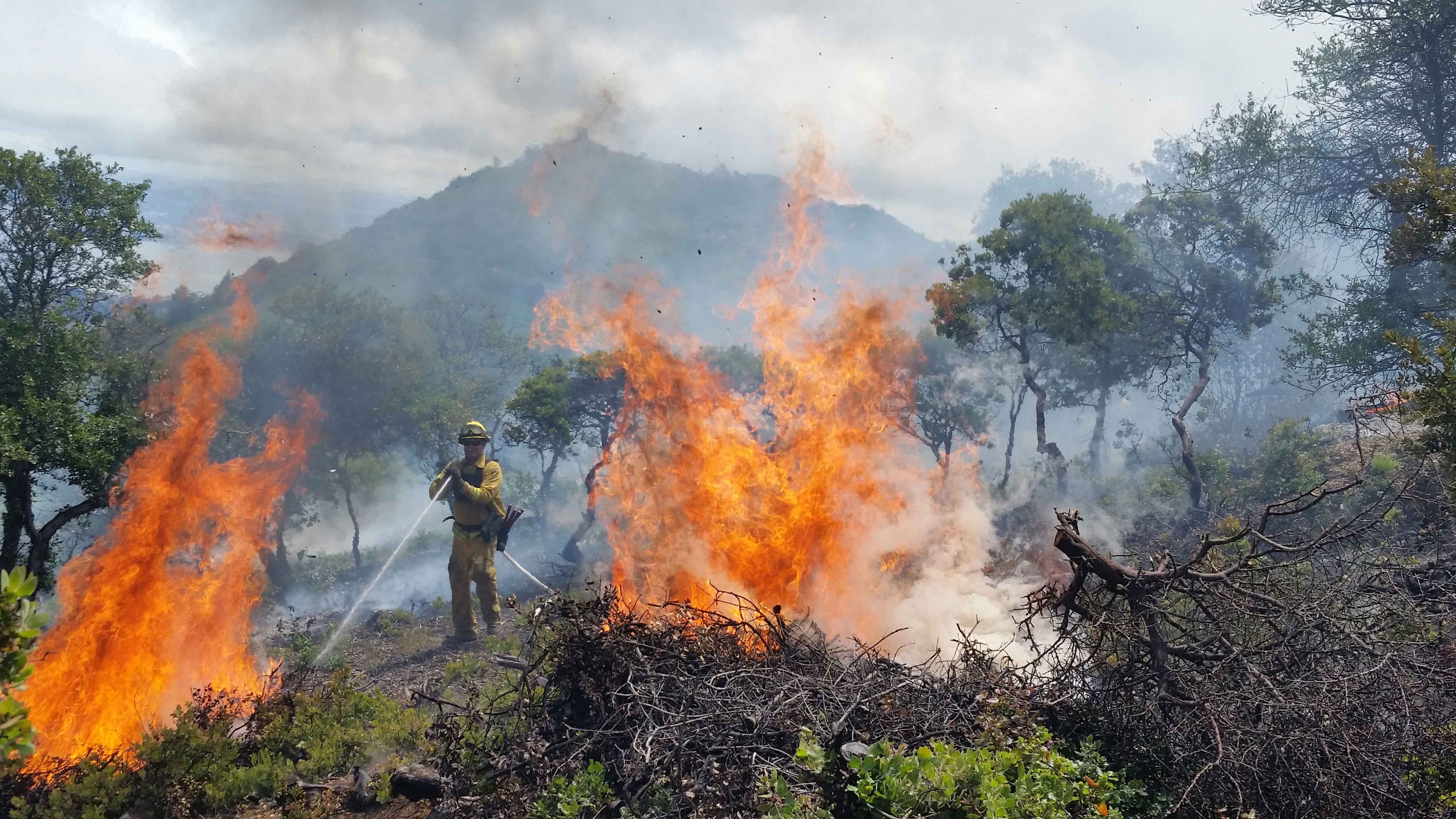 On Mt. Tam, a prescribed burn decreases fuel loads in chaparral and scrub oak communities. 