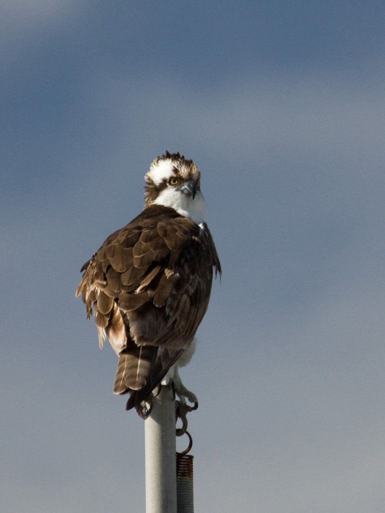 Ospreys are raptors that breed in the lakes and reservoirs in the Mt.Tam area.