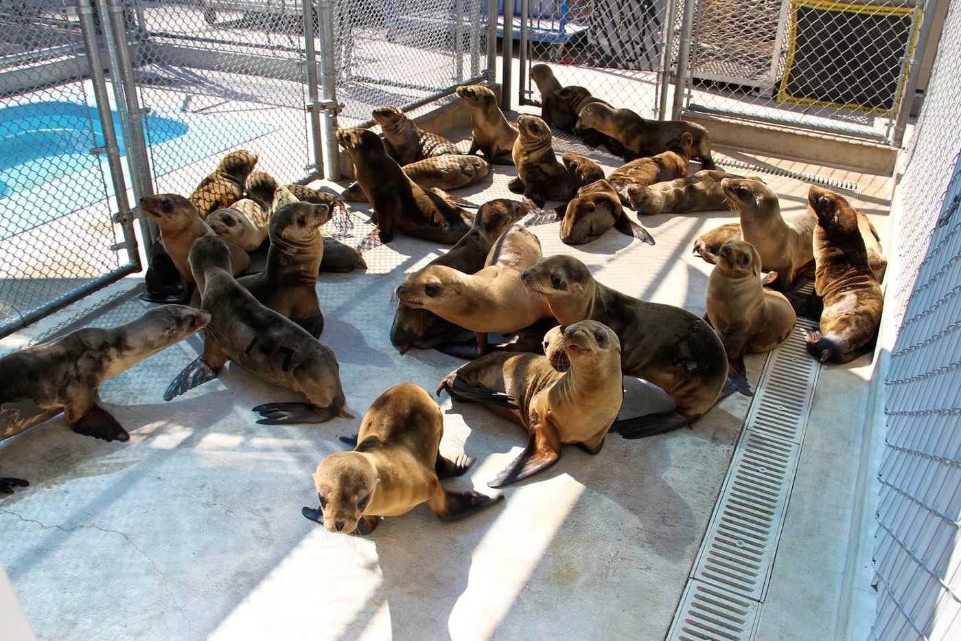 Emaciated juvenile sea lions undergoing rehabilitation at the Marine Mammal Center in California. Their plight is thought to have been triggered by the unusually warm water conditions that persist in the coastal Pacific Ocean, upsetting the usual food web upon which sea lions and other wildlife depend. 