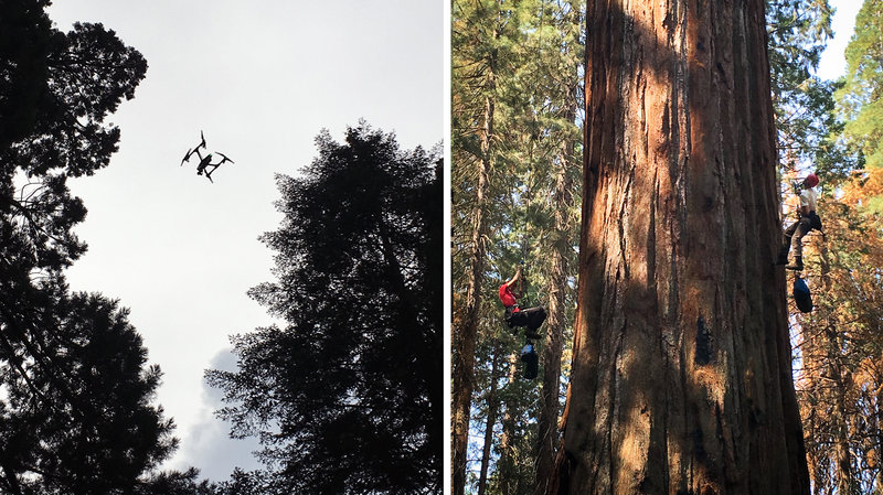 Left: Dawson's team is experimenting with drones, which capture images of light reflected off the canopy. This light helps scientists get a sense of how stressed the tree is. Right: Rikke Naesborg (left) and Cameron Williams have spent hundred of hours in Odin's branches, taking measurements. 