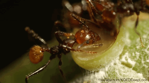 A big-headed ant (Pheidole sp.) feeds from a nectary on a species of tree belonging to the genus Inga