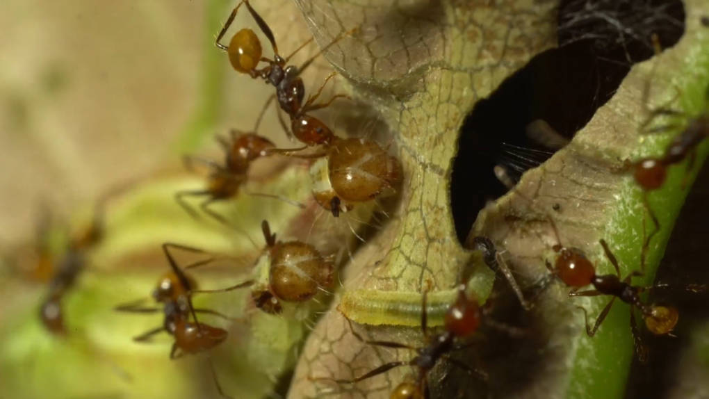 Big-headed ants tending Riodinid caterpillars. The ant’s feed on honeydew secreted by the caterpillars.