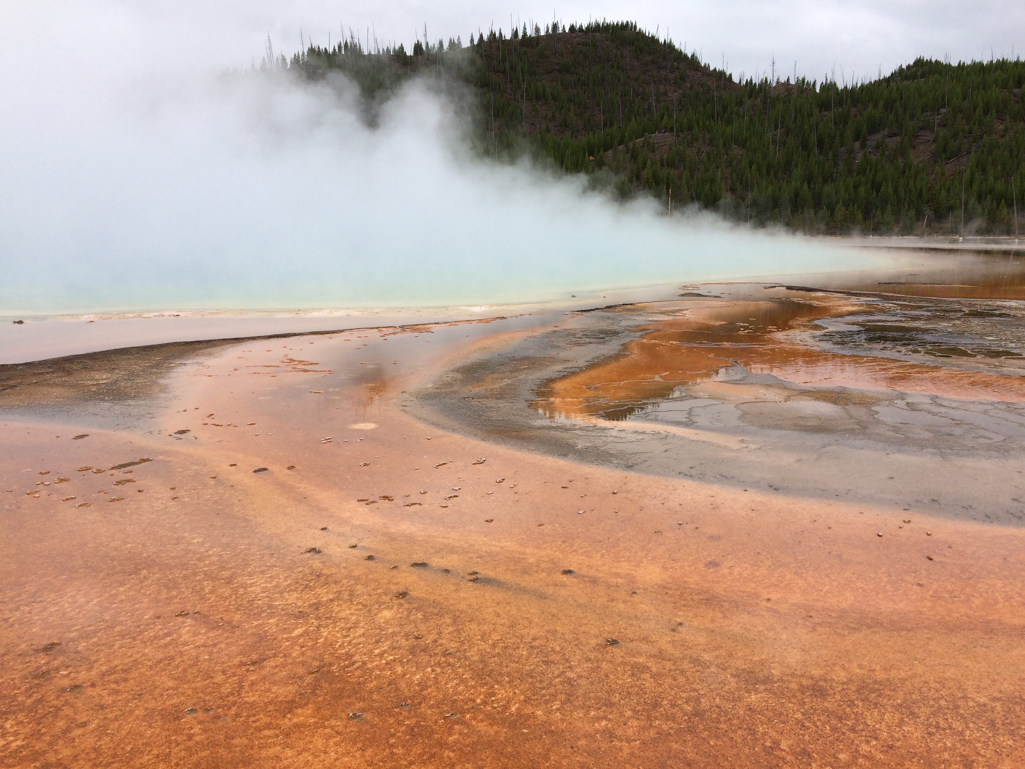 An orange bacterial mat in Yellowstone National Park. Steam rises from a hot spring in the background.