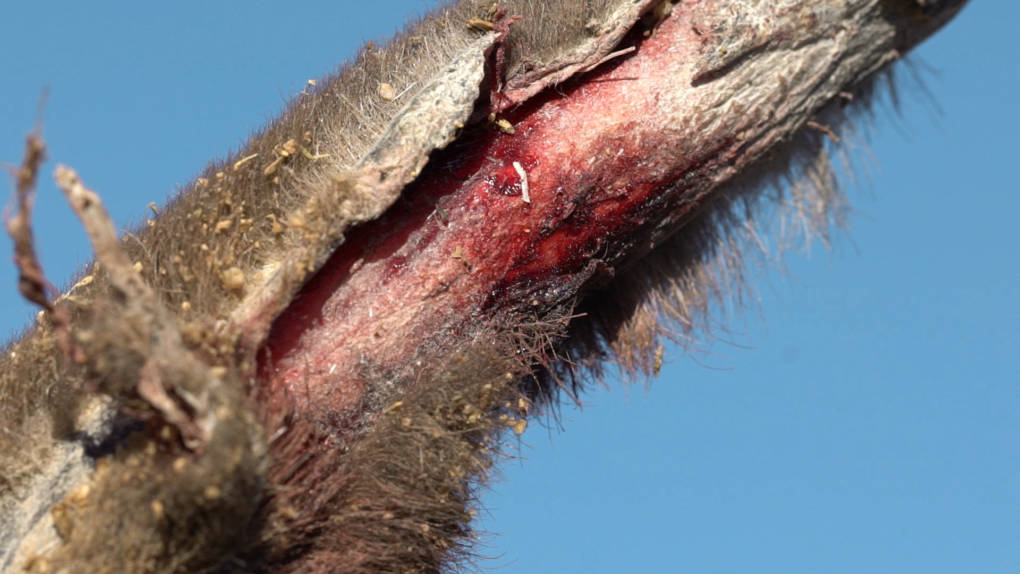 A close-up of the velvet peeling off the antler of a reindeer at Windswept Ranch, in Rosamond, California. The velvet is a furry skin that envelops the antlers as they develop. Blood that flows through the velvet carries calcium and phosphorous to build up the bone that makes up the antlers.