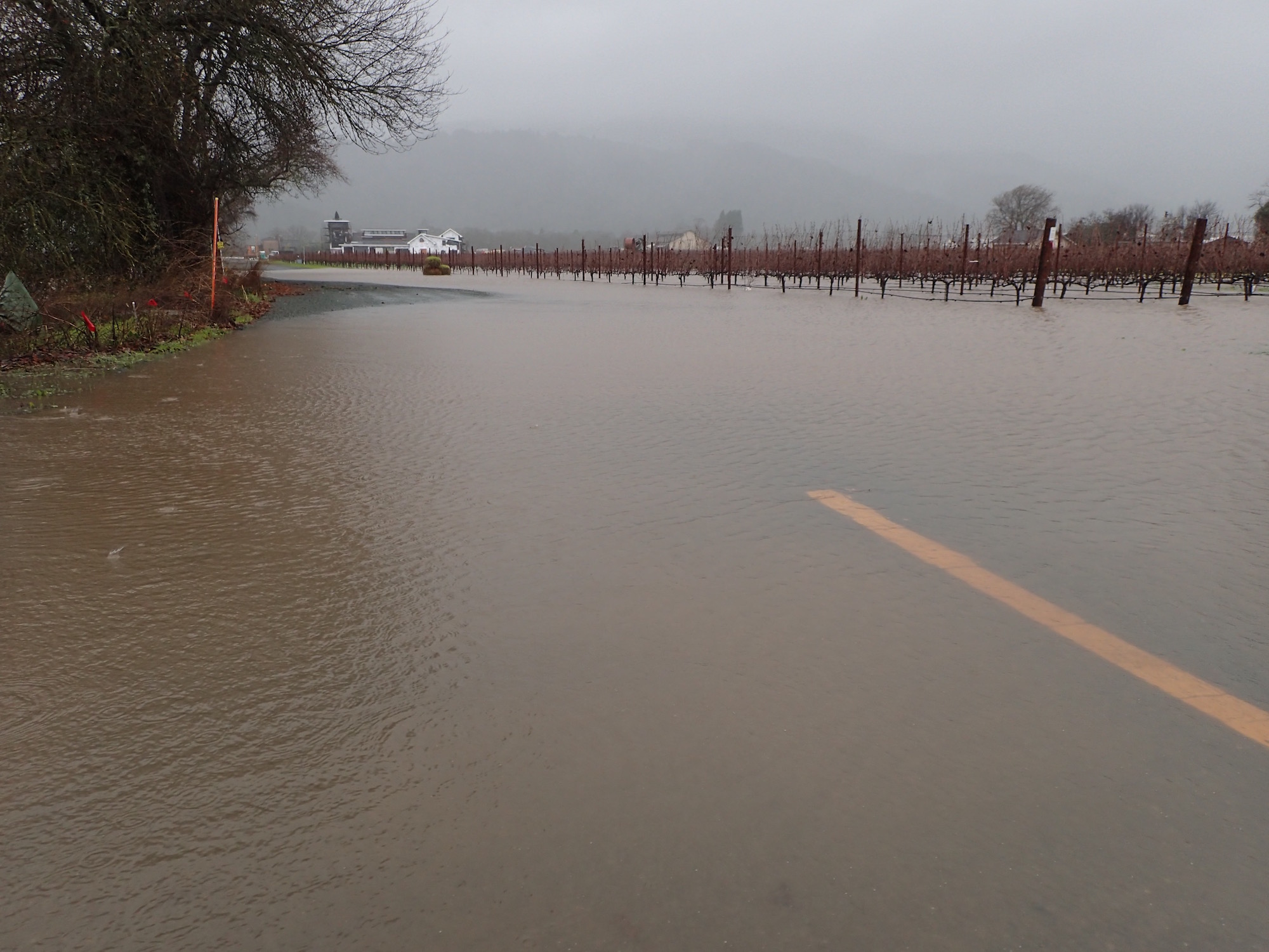 Flooded vineyards along Hwy 29 in the Napa Valley. Standing water like this will slowly sink in, helping to recharge groundwater aquifers.