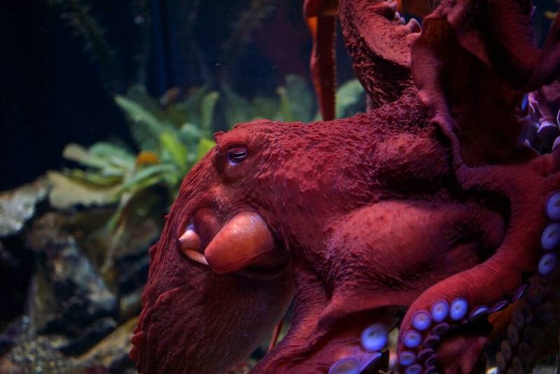 The giant Pacific octopus is the largest octopus in the world, but that doesn't mean it's always easy to spot - like other octopuses, it changes its skin to match its surroundings and can squeeze its entire body through tiny crevices.