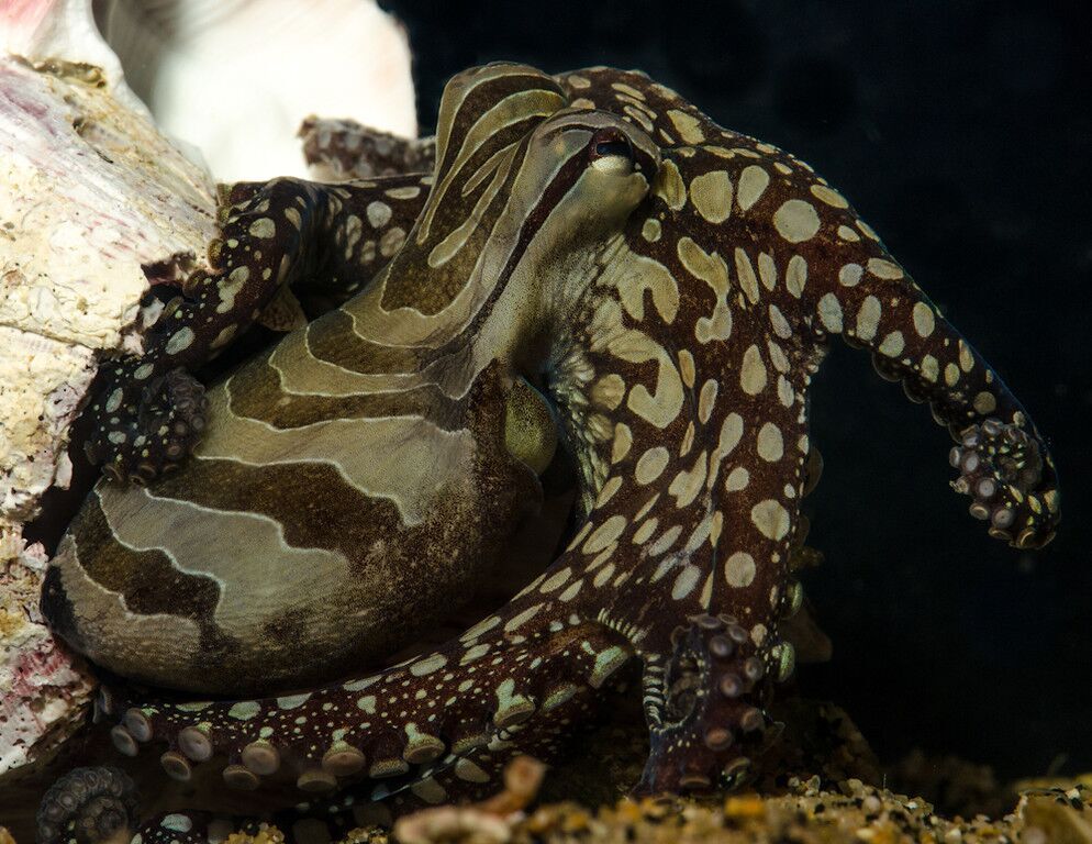 The larger Pacific striped octopus .