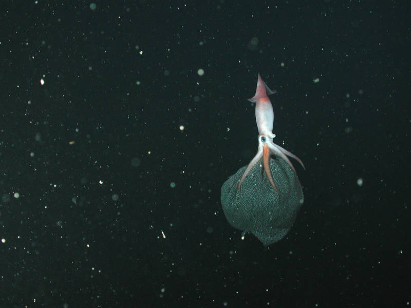 The squid Gonatus onyx uses hooks under her arms to hold her egg mass as she drifts in the deep sea.