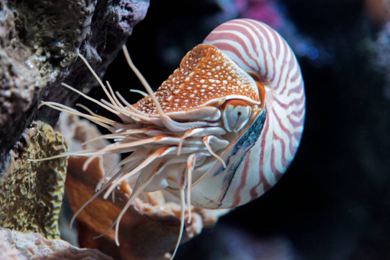 The chambered nautilus (Nautilus pompilius) is found in tropical waters and maybe even your local aquarium. 