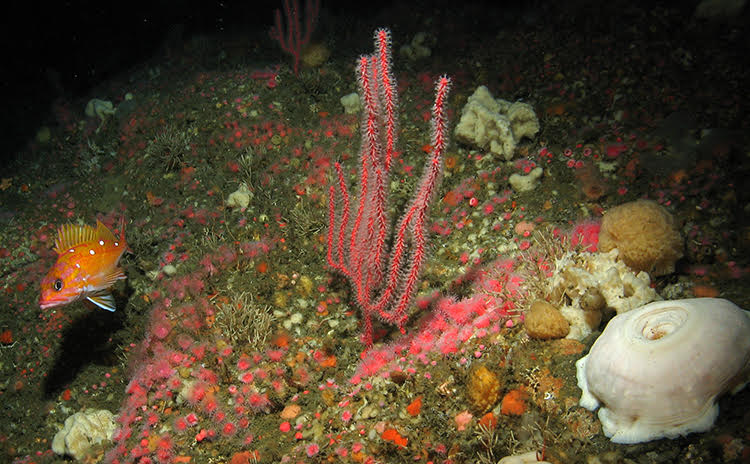 Deep sea coral communities are home to a diverse group of organisms, and are largely unexplored.