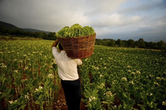 A Human Rights Watch study found that most children working in tobacco field got sick with nausea, dizziness, lightheadedness. (Getty Images)