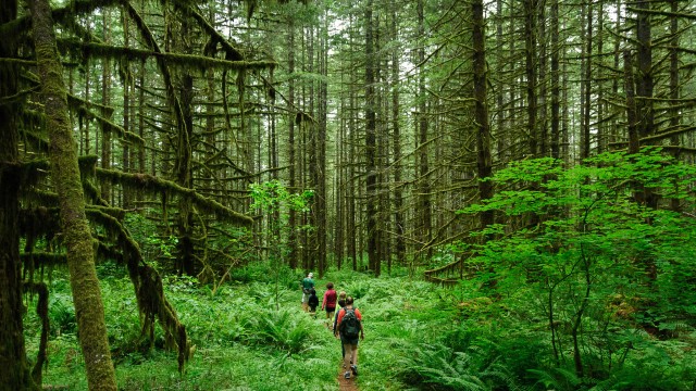 Happiness is about social ties, say experts, like hiking in the woods with friends. (Loren Kerns/Flickr)