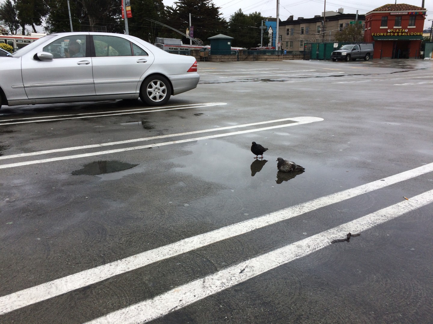 A pair of rock doves, aka San Francisco pigeons,  luxuriate in a parking lot puddle that appeared overnight in the Mission District.  Dan Brekke/KQED