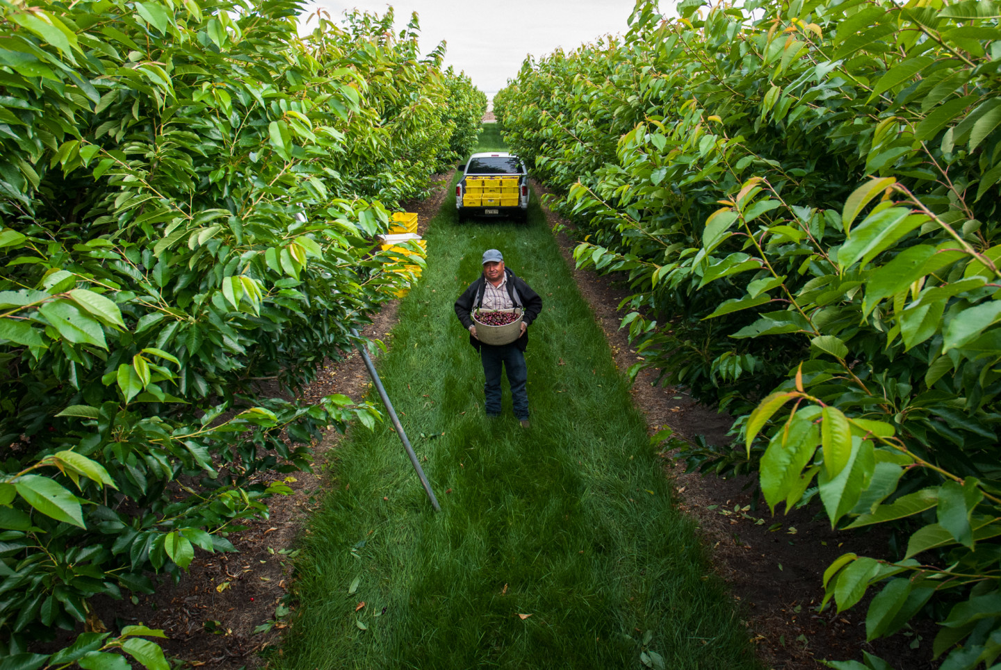 Farm worker, Juan Espinoza, stands amid the rows of healthy cherry trees in Gilroy, Calif. Cynthia E. Wood/KQED