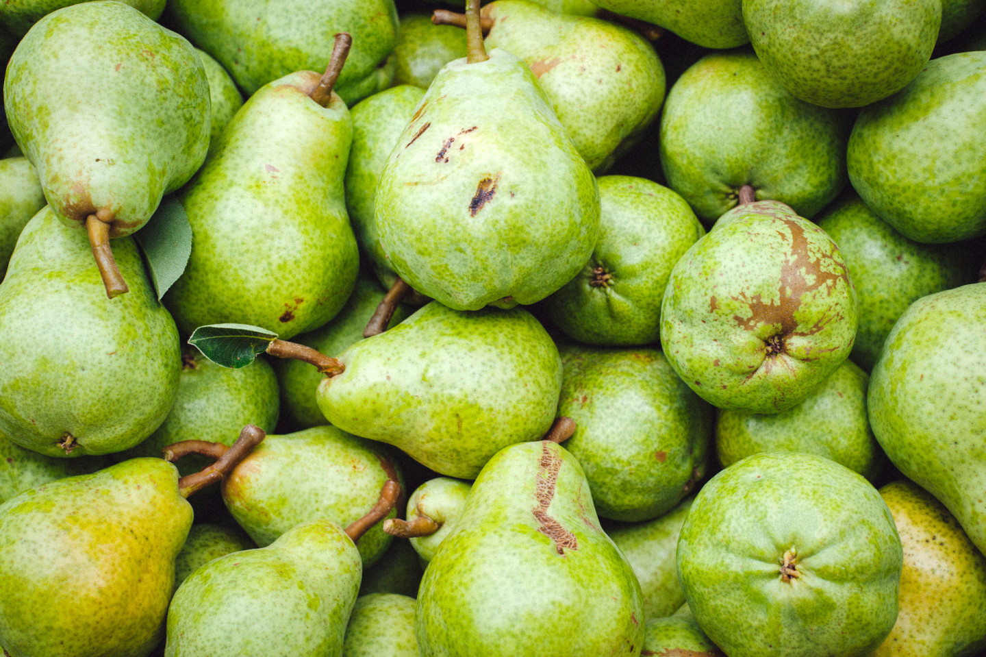 Pears with cosmetic blemishes such as "limb rub" -- surface imperfections that have nothing to do with quality or taste -- wind up in a different market category. Cynthia E. Wood/KQED