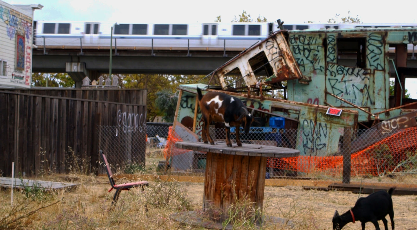 Goats mill around an empty lot just off of 7th Street in West Oakland. (Adam Grossberg/KQED)