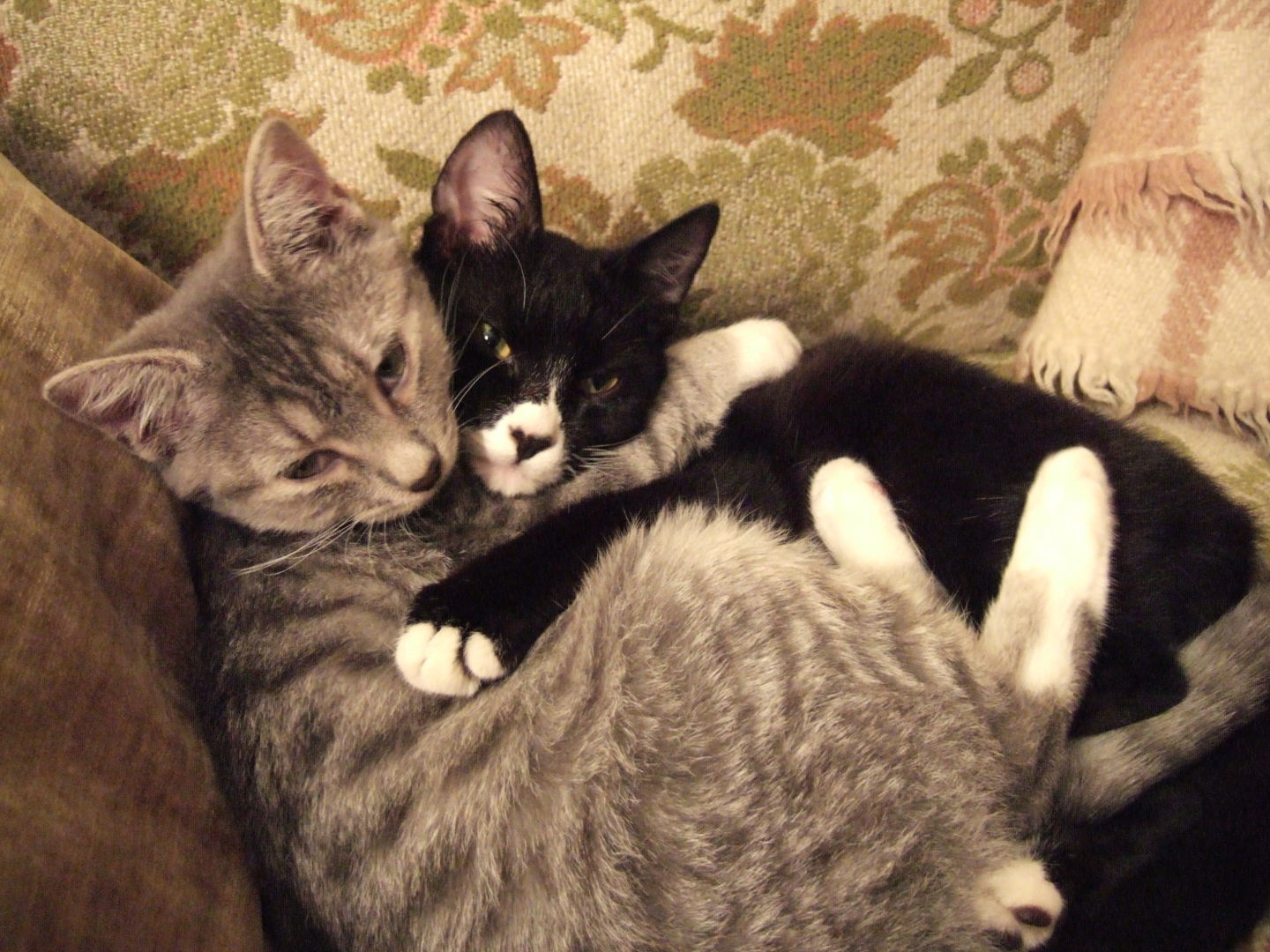 Friends forever! Science reporter Amy Standen's cats are besties.  Chris Colin/KQED